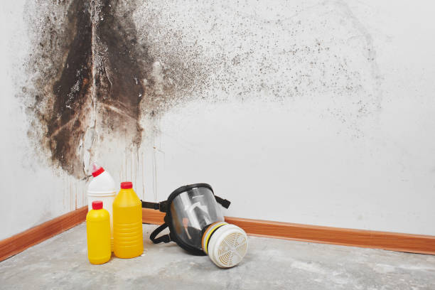 Best Residential Mold Removal  in West Miami, FL