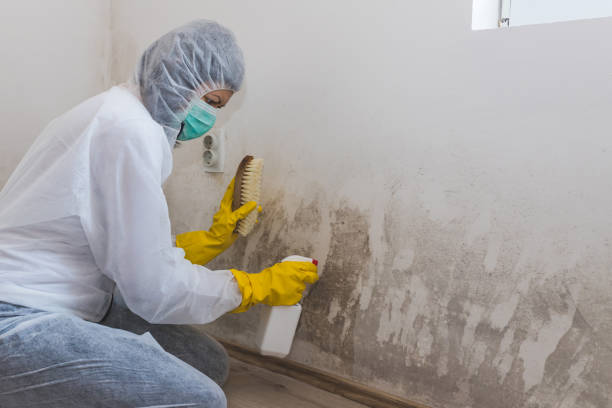 Best Attic Mold Removal  in West Miami, FL