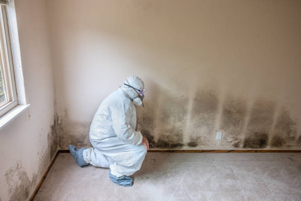 Best Mold Removal Process  in West Miami, FL